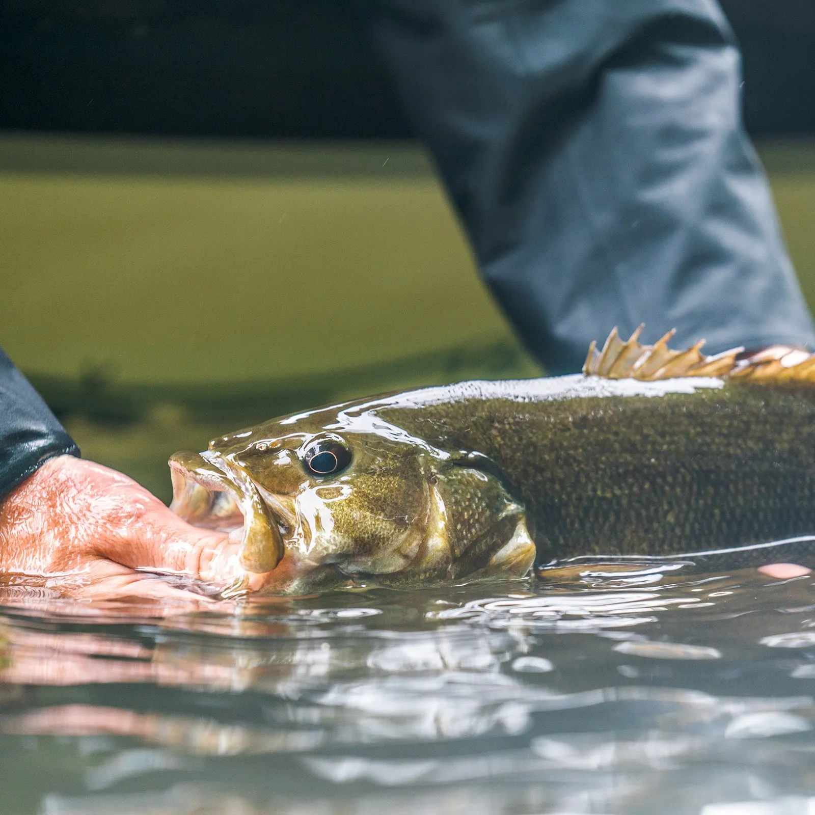 Blue Ridge Fly Fishing Getaway w/Wesley Hodges