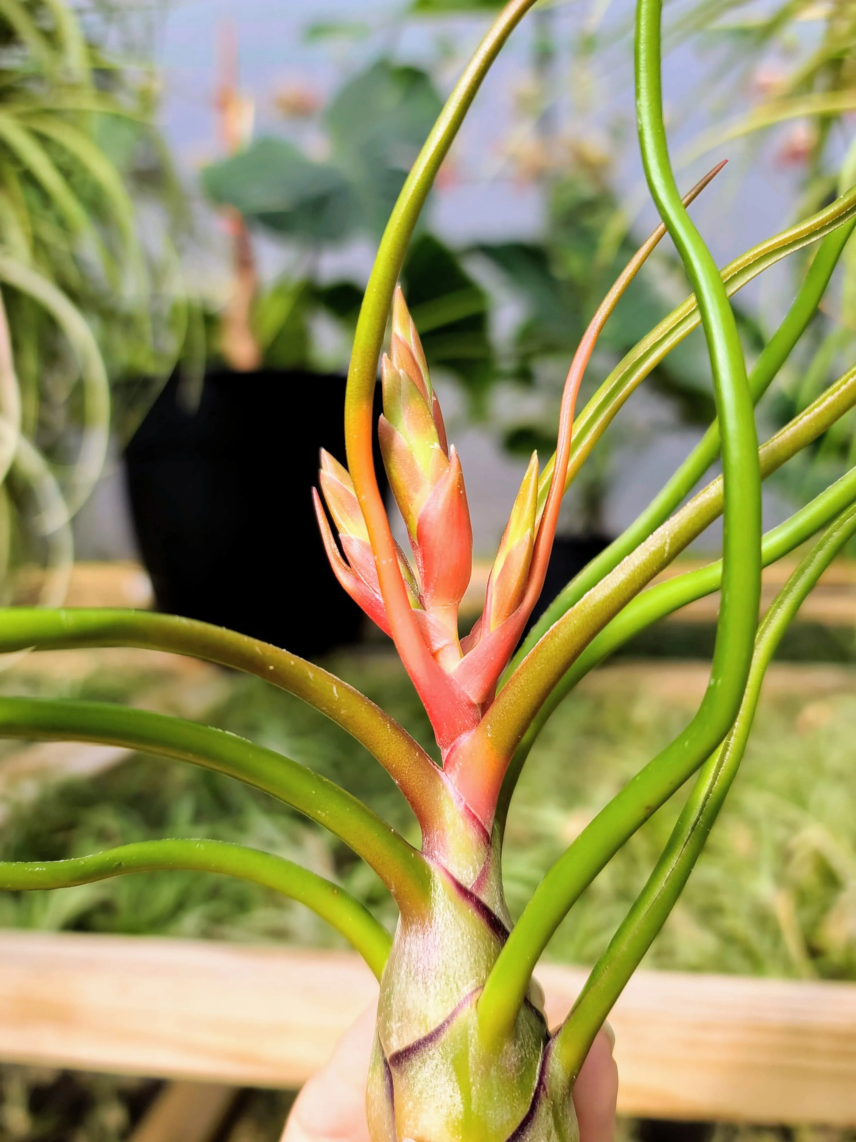 Bulbosa Belize Air Plant