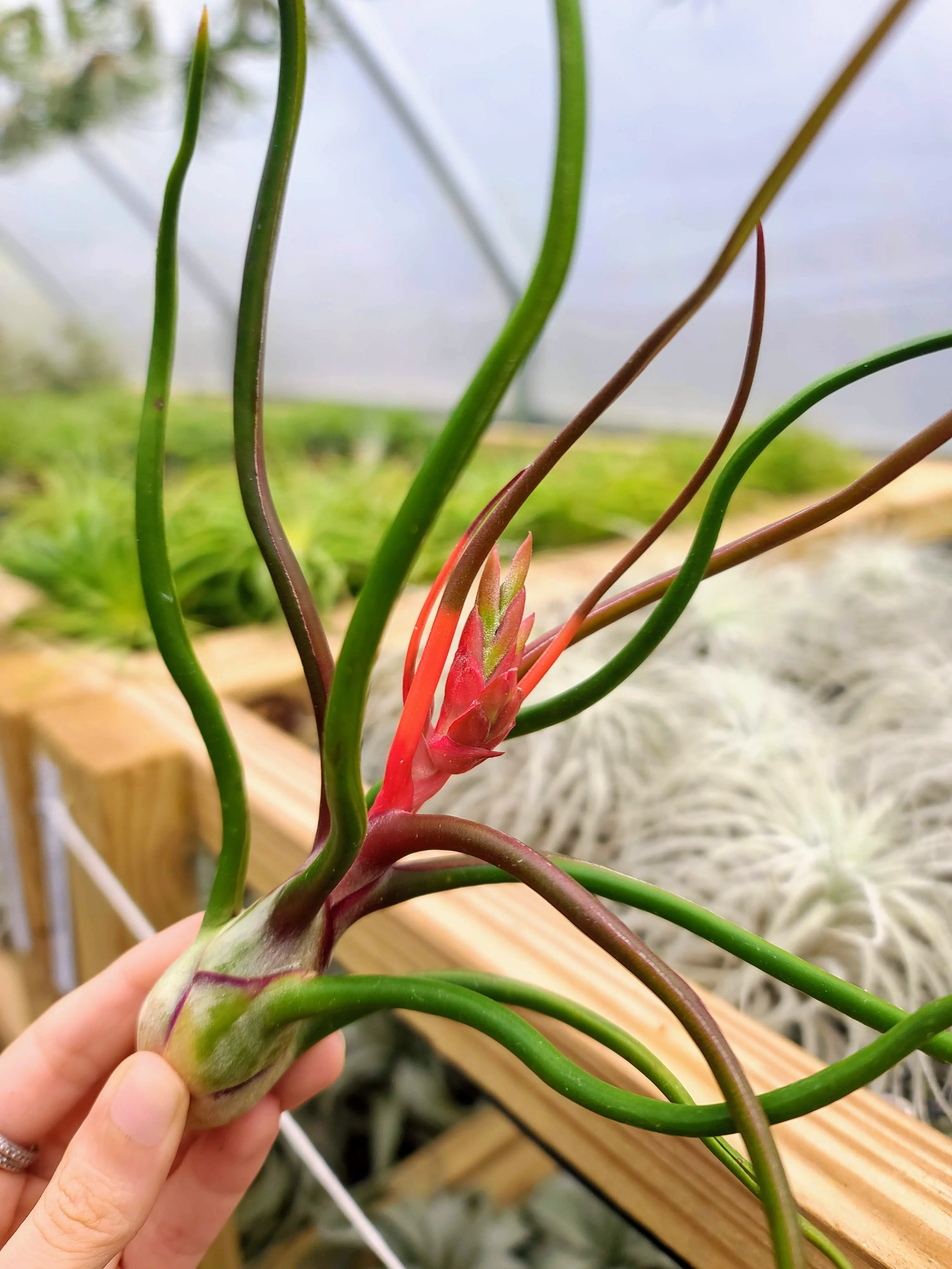 Bulbosa Belize Air Plant
