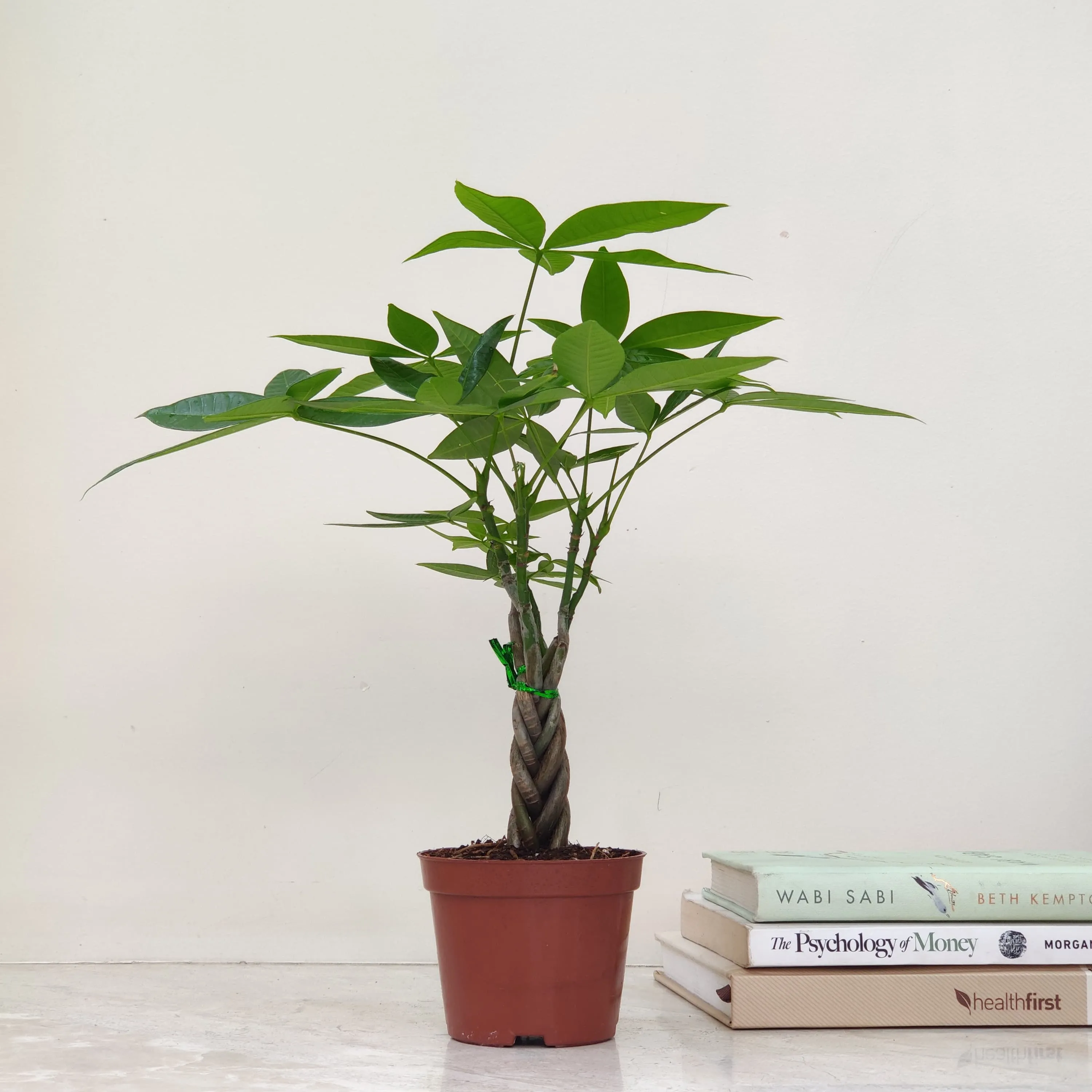 Money Tree (Pachira)