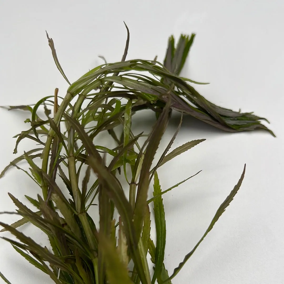 Octopus Plant (Eusteralis stellata)