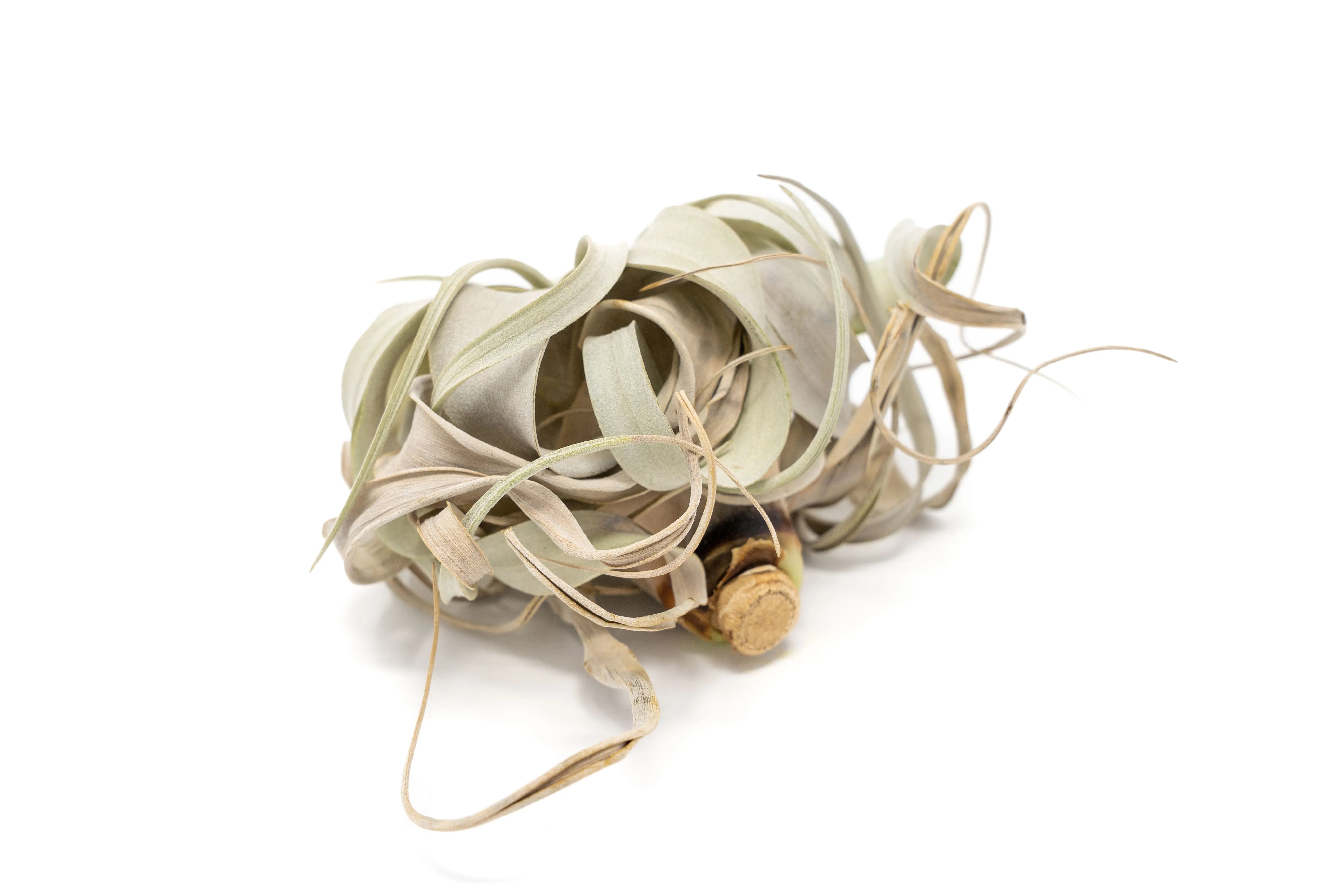SALE - Tillandsia Air Plants in need of Tender Loving Care - 50% Off