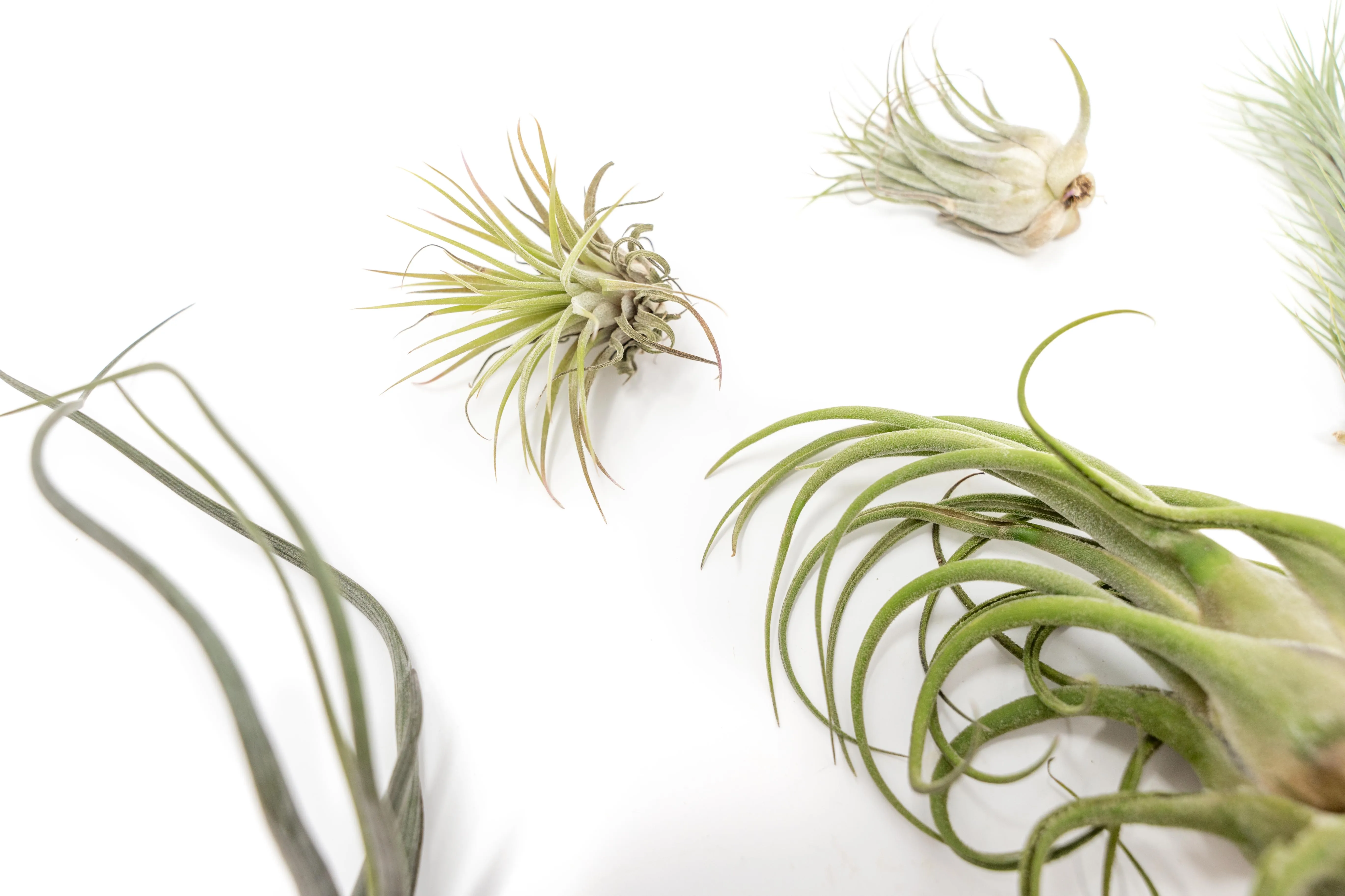SALE - Tillandsia Air Plants in need of Tender Loving Care - 50% Off