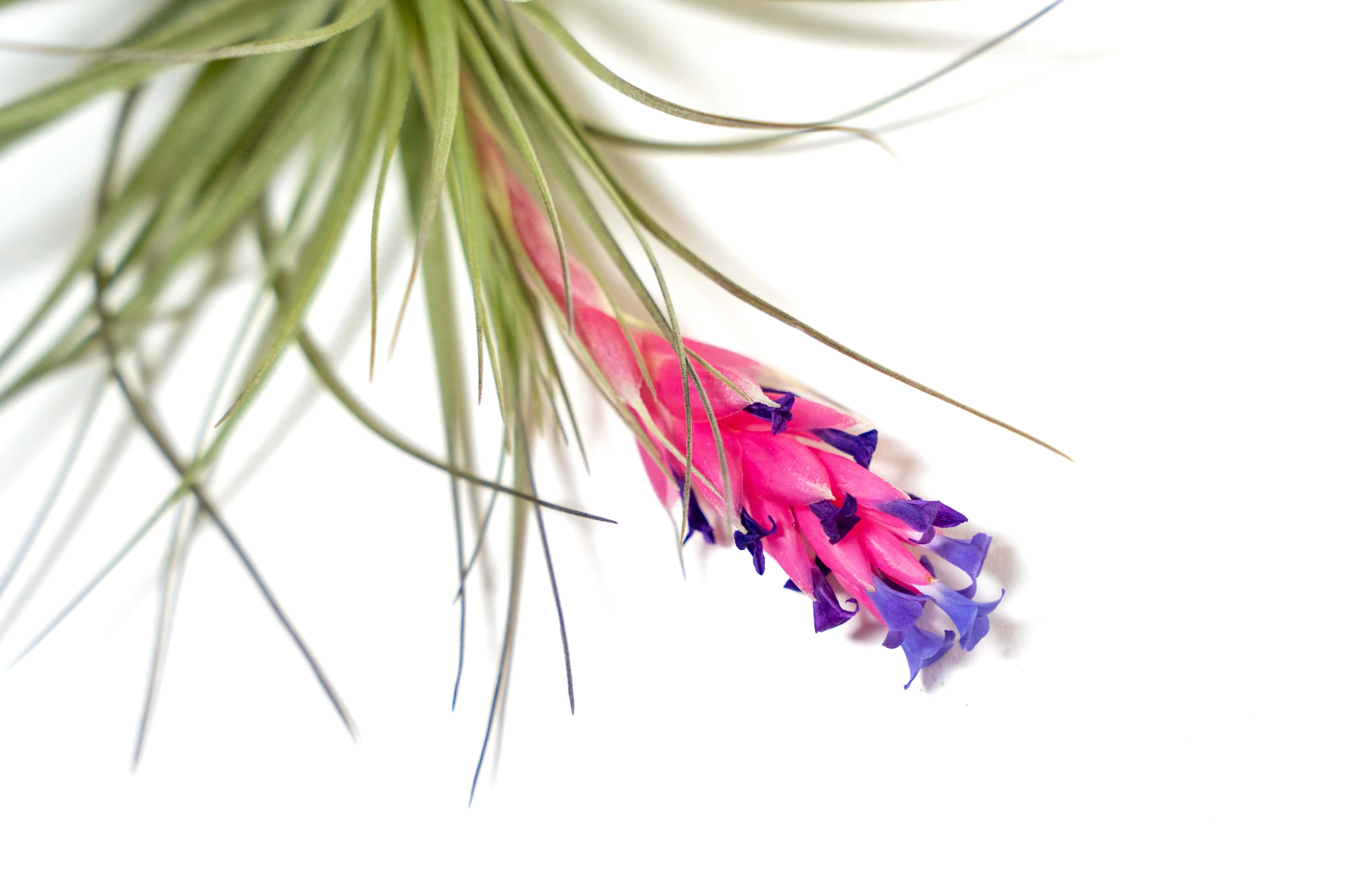 Tillandsia Stricta 'Midnight' Hybrid Air Plants