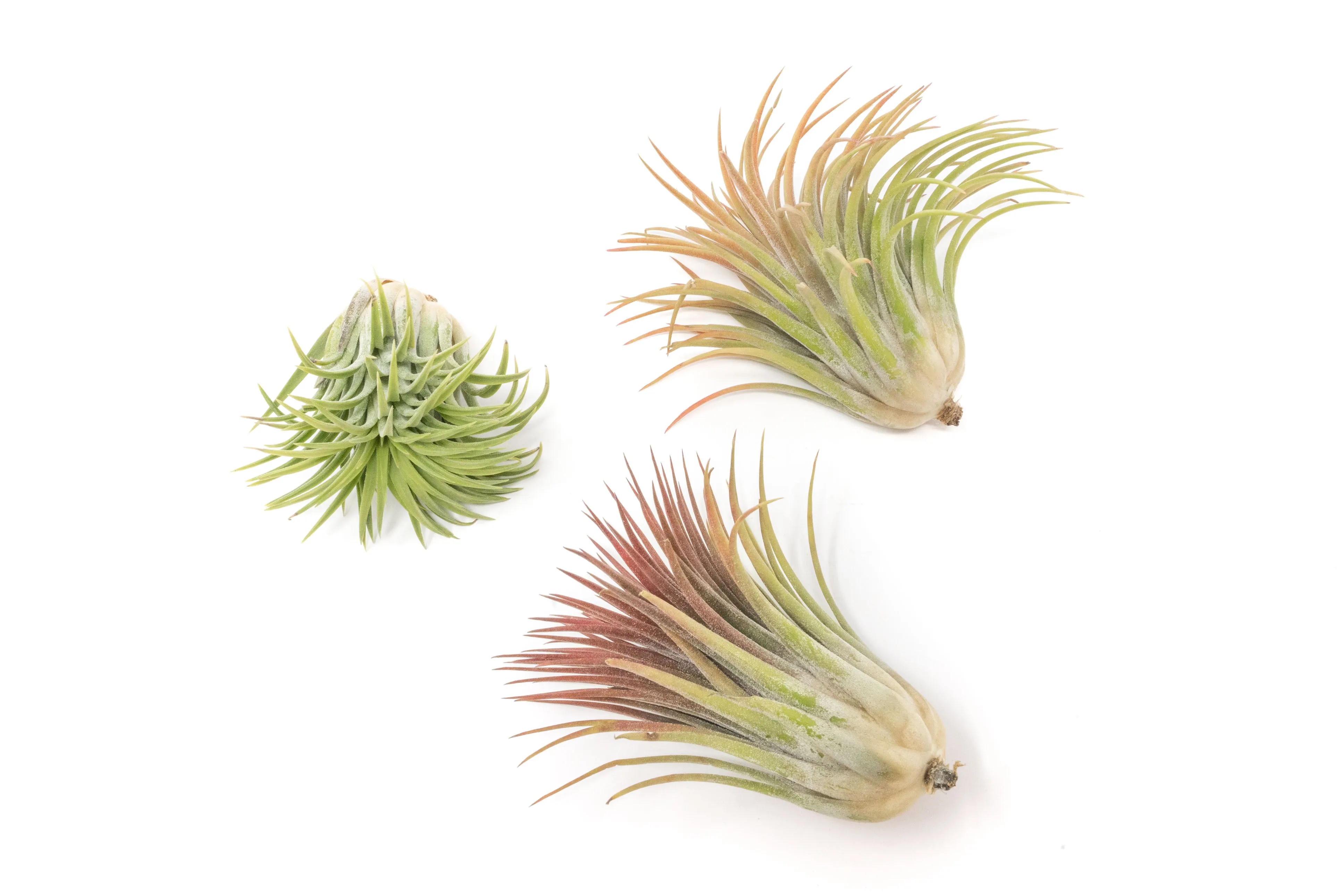 Wholesale - Large Tillandsia Ionantha Rubra Air Plants