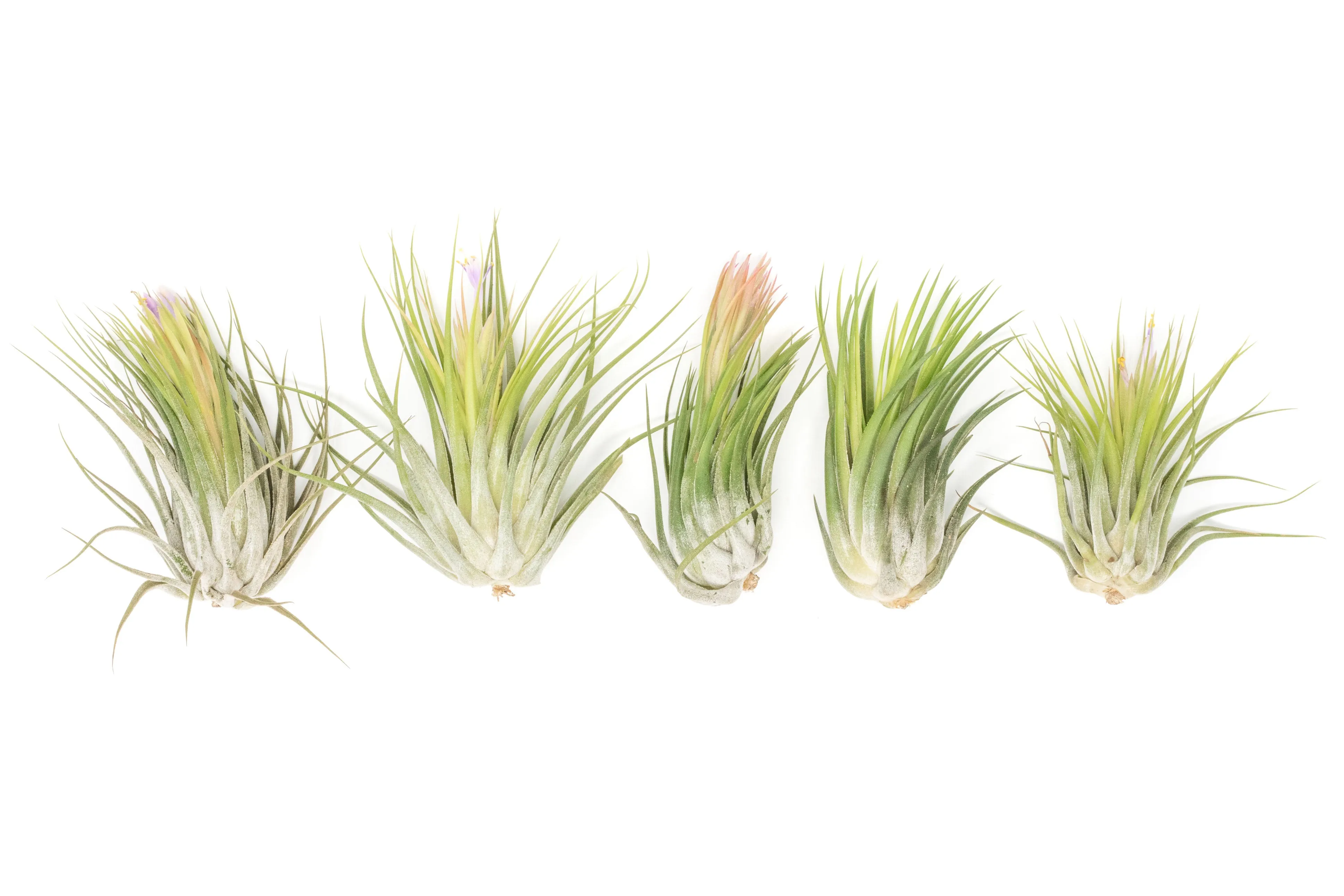 Wholesale - Large Tillandsia Ionantha Scaposa Air Plants