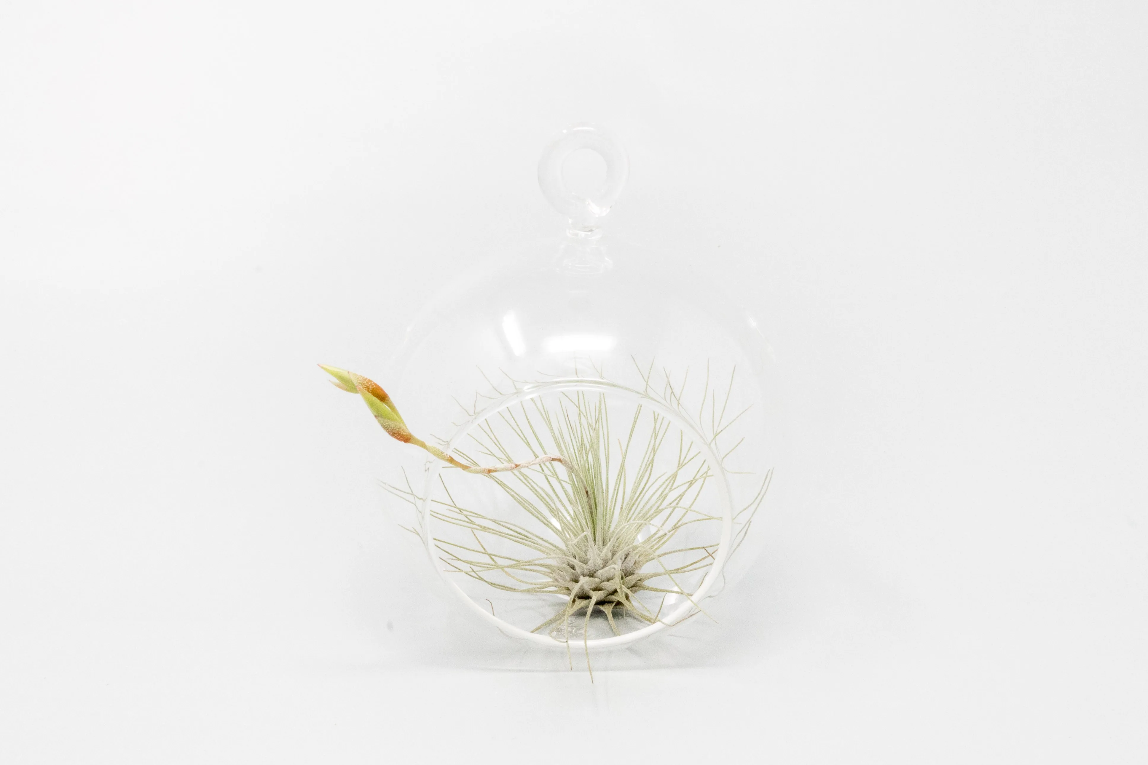 Wholesale - Mini Hanging Flat Bottom Glass Terrariums