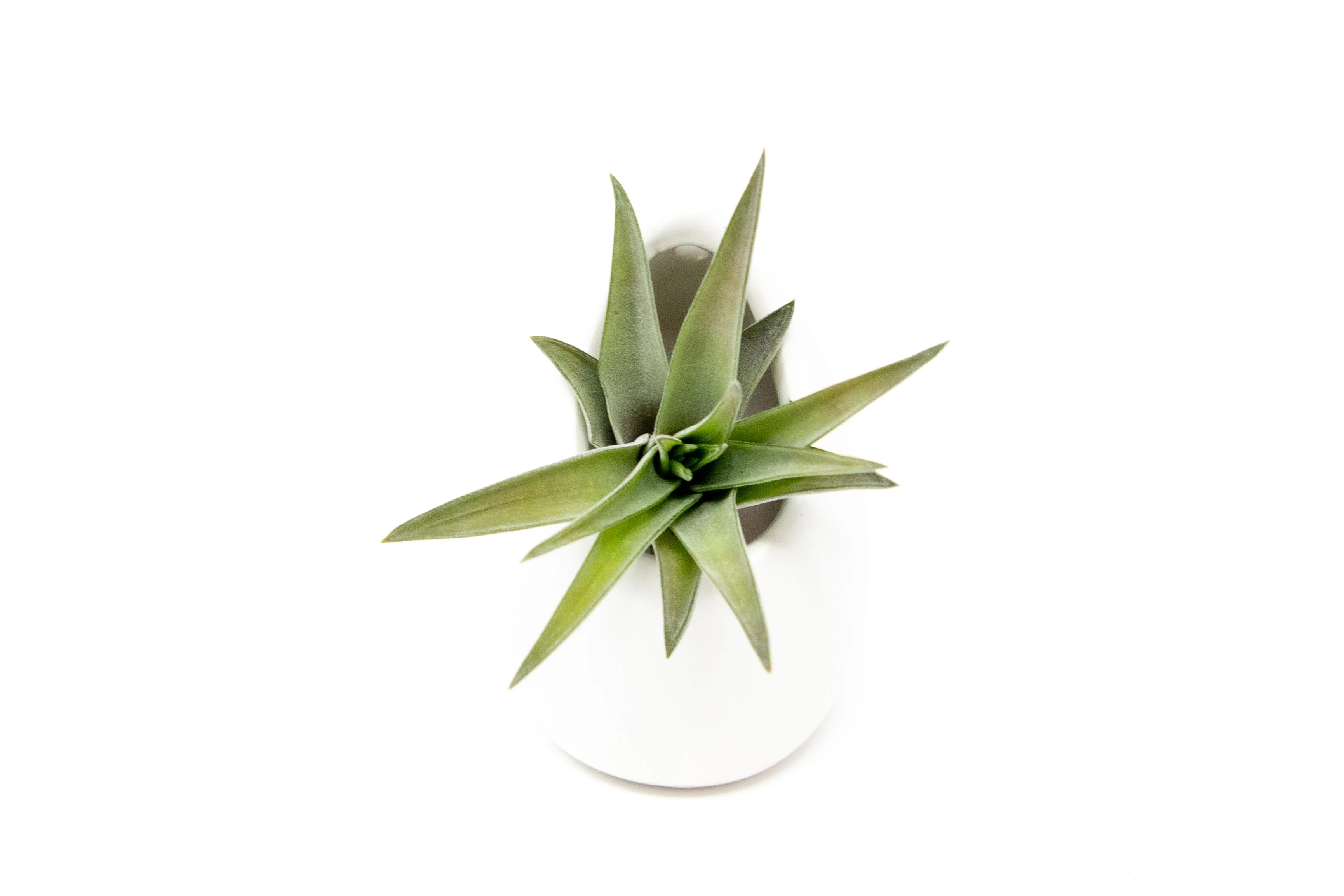 Wholesale - Small Ivory Ceramic Hanging Planter With Flat Bottom