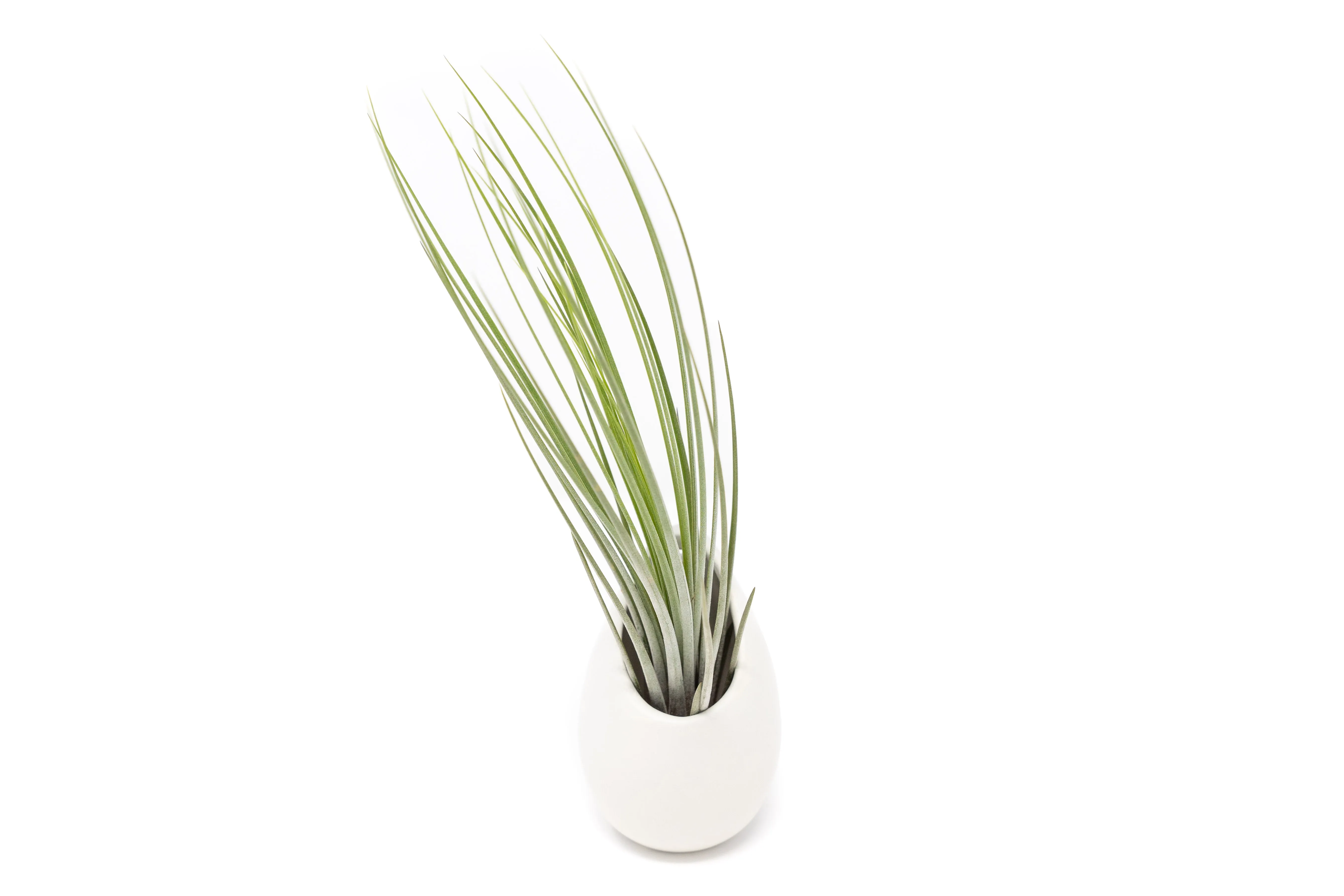 Wholesale - Small Ivory Ceramic Hanging Planter With Flat Bottom