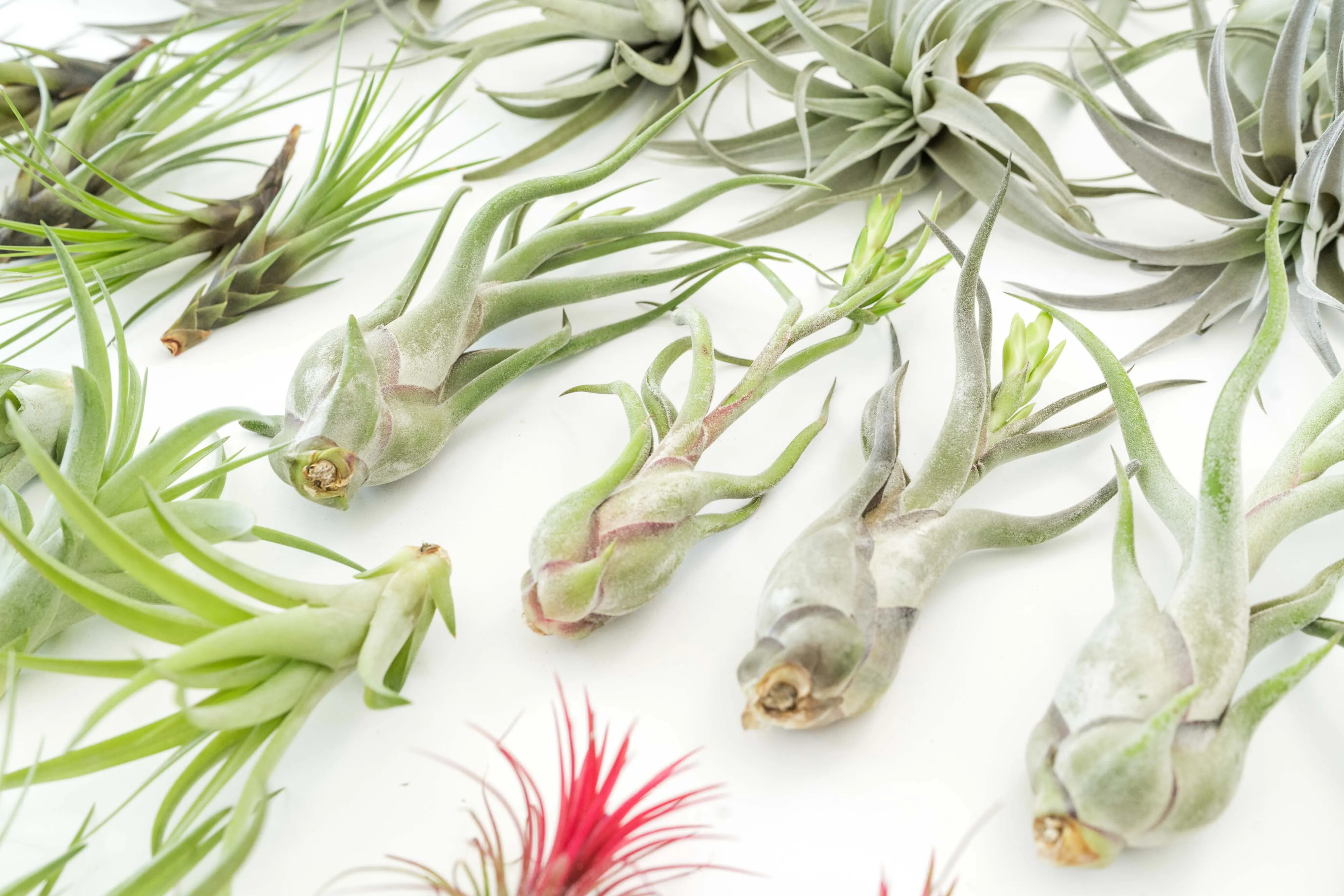 Wholesale - The Best Seller of Tillandsia Air Plant Pack - 33 of our Most Popular Plants