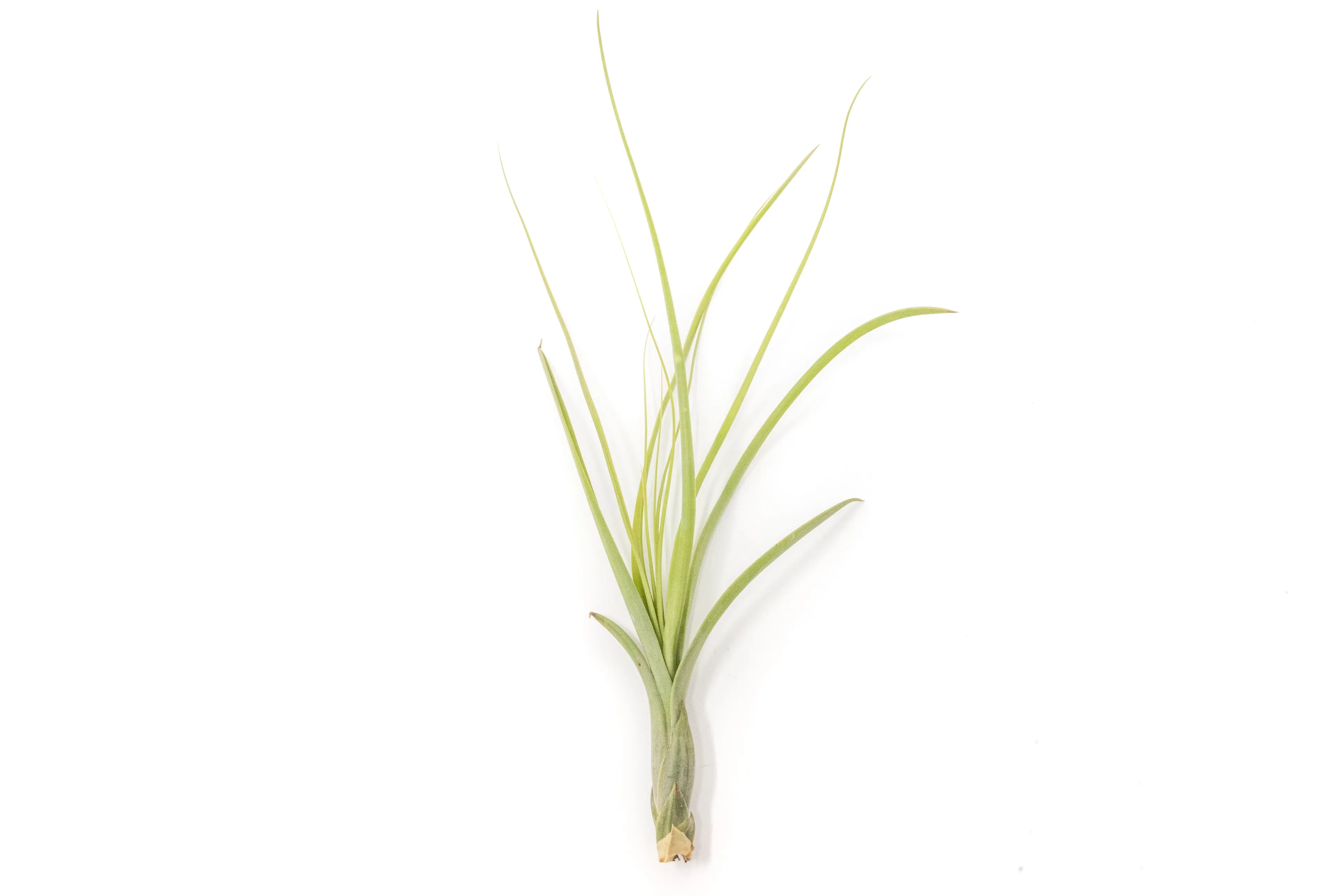 Wholesale - Tillandsia Balbisiana Air Plants