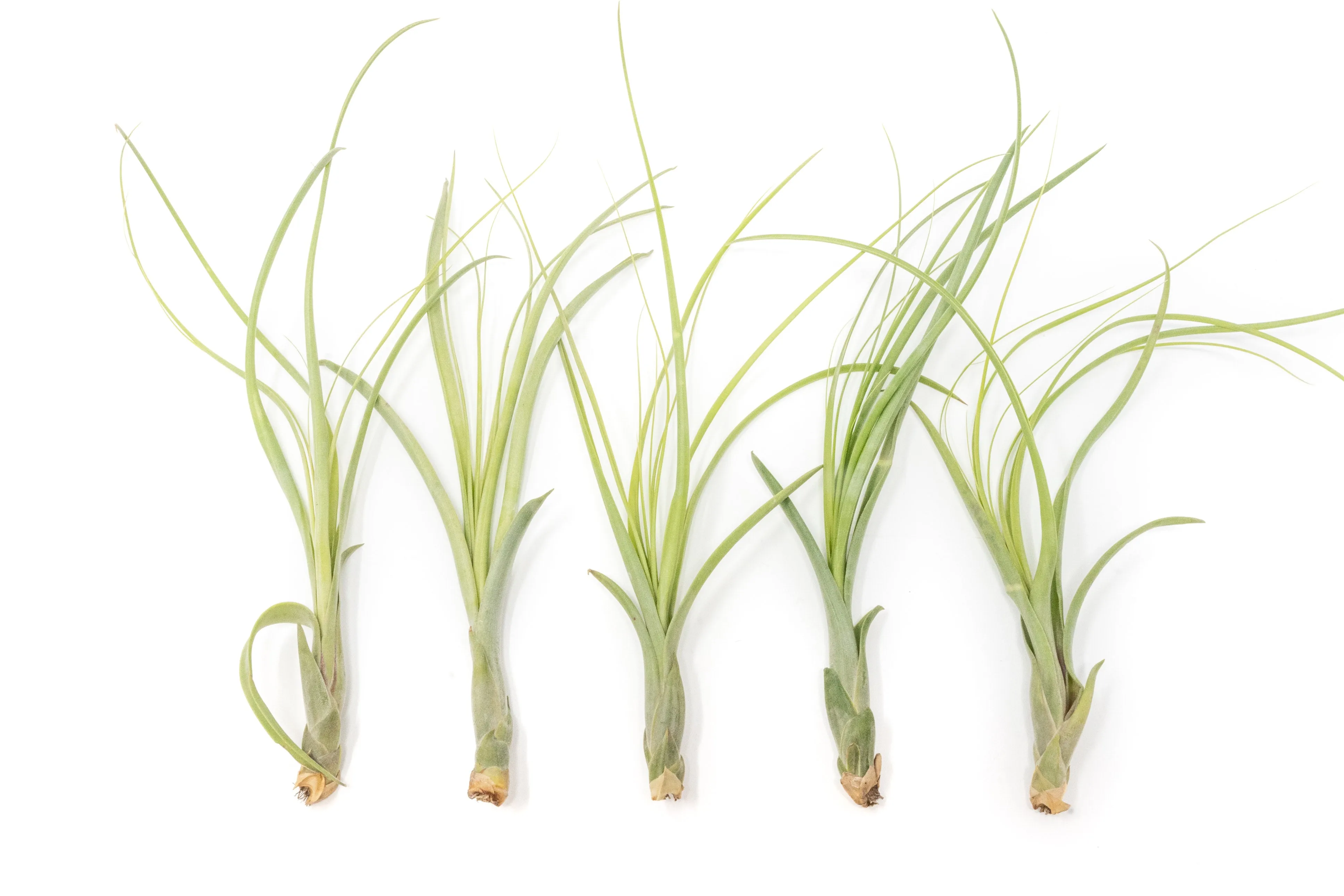 Wholesale - Tillandsia Balbisiana Air Plants