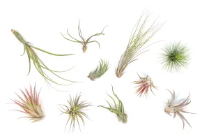 Wholesale - Tillandsia Grab Bag Variety of Small and Medium Air Plants